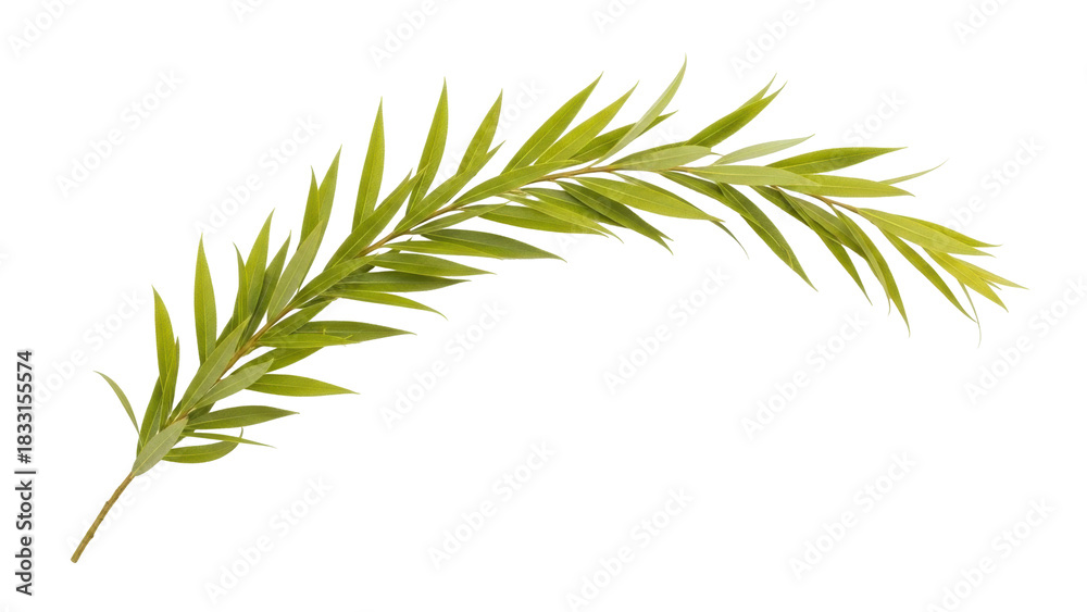 Fototapeta premium Isolated sprig of willow, fresh green foliage, nature decoration element for design projects