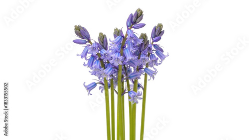 Canvastavla Isolated bluebell floral cluster, Hyacinthoides non-scripta; spring wildflower a