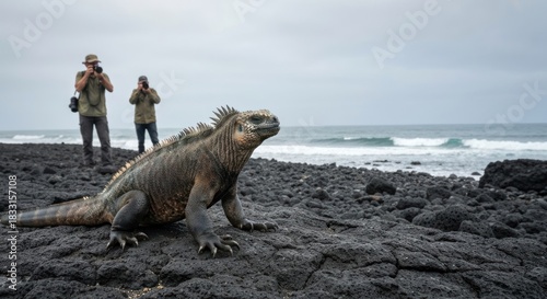 Photographers capture a marine iguana on volcanic rock near the ocean
