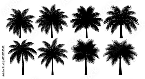 Set of palm tree silhouettes tropical vector illustration of exotic trees isolated on white background