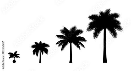 Palm tree growth stages in silhouette showing development from seedling to mature tree isolated on white background