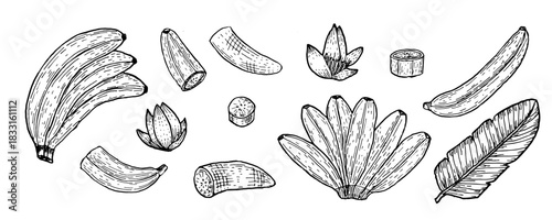 Vector set of banana branches, leaves and flowers isolated. Set of tropical fruits. Ink drawing outline art. Line art sketch of ripe bananas, whole, slice and halves.