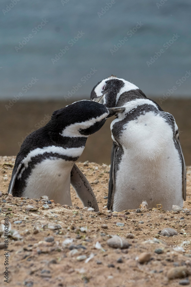 Obraz premium Magellanic penguin, Caleta Valdes, peninsula Valdes, Chubut Province, Patagonia Argentina