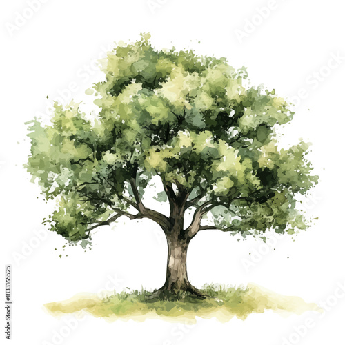 Watercolor painting, Watercolor_style_painting_of_hand_painted_oak_tree, Hand-painted, vectorized, vector set available in EPS, Simple design, EPS