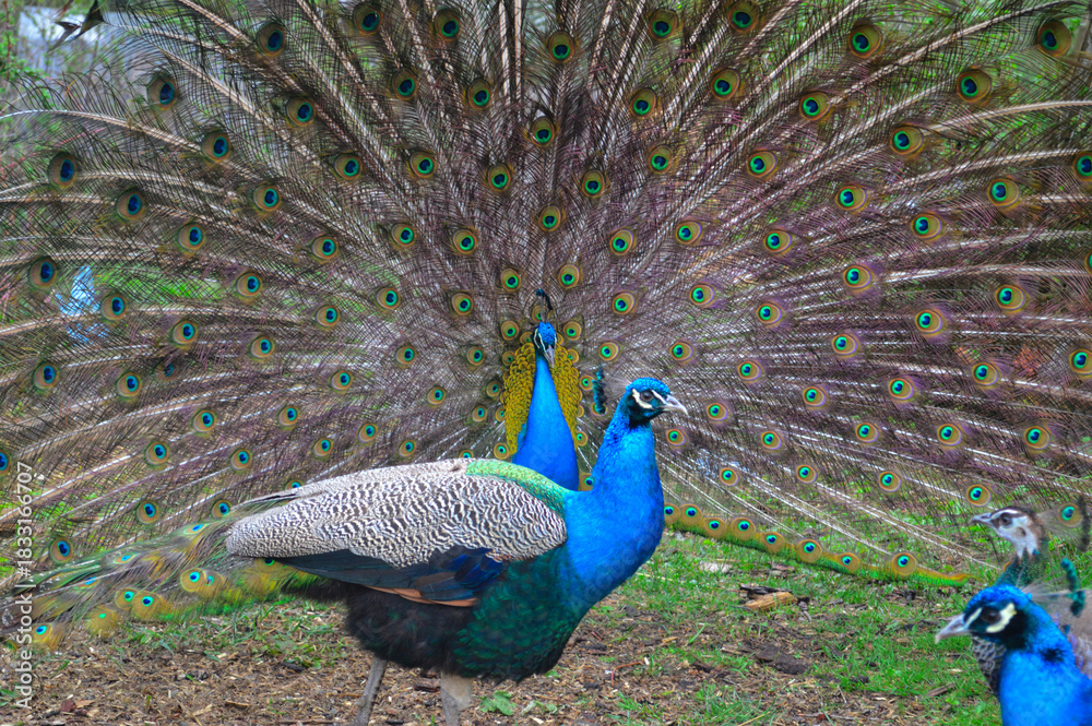 Obraz premium Pair of Peacocks Displaying Colorful Tail Feathers. Vibrant photograph of two peacocks in a garden, with the central male fully fanning out his iridescent tail feathers to form a huge circular display