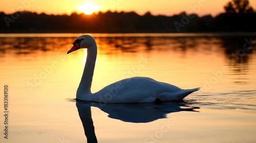 A white swan floats calmly in the golden, sunset-lit water