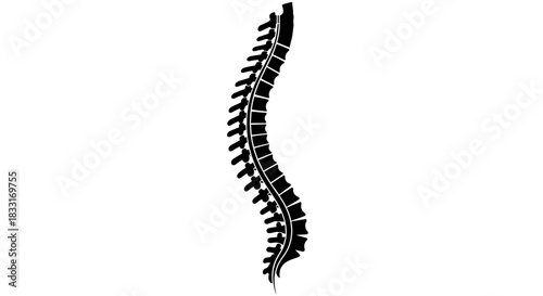 Human Spine Anatomy Detailed Black and White Illustration.