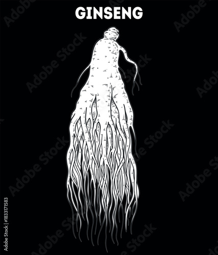 Ginseng root vector drawing illustration. Hand drawn sketch. Vintage medicinal plant sketch