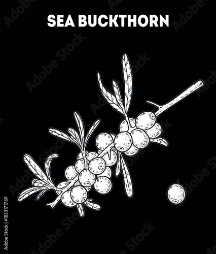 Sea buckthorn berries vector drawing illustration. Hand drawn sketch. Vintage medicinal plant sketch