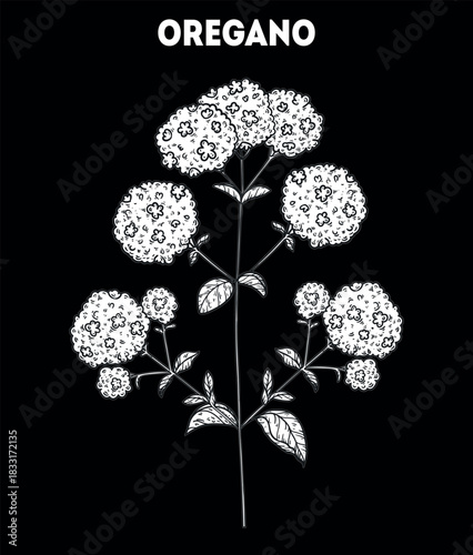 Oregano vector drawing illustration. Hand drawn sketch. Vintage medicinal plant sketch