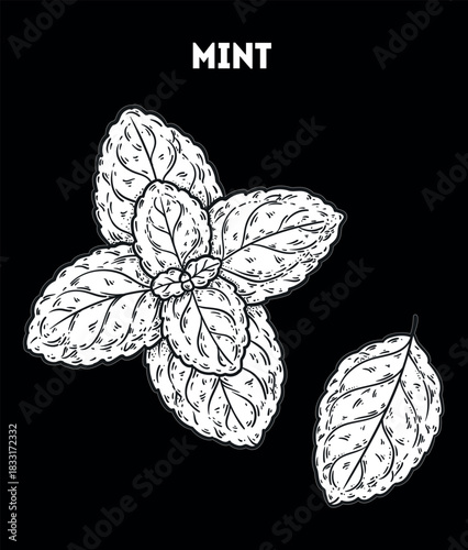 Mint leaves vector drawing illustration. Hand drawn sketch. Vintage medicinal plant sketch