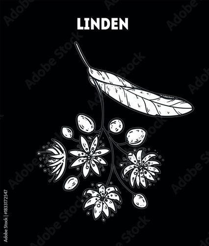 Linden vector drawing illustration. Hand drawn sketch. Vintage medicinal plant sketch