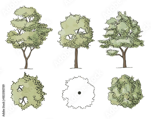 Set of vector trees in elevation and plan view for use in architectural drawings	