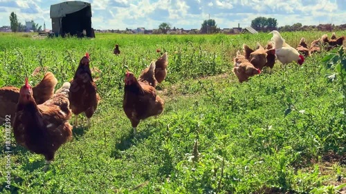 Agriculture chicken farm in summer time