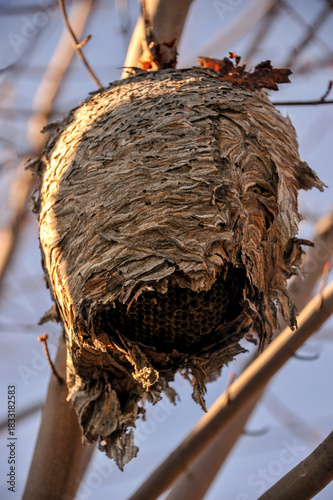 hornet nest