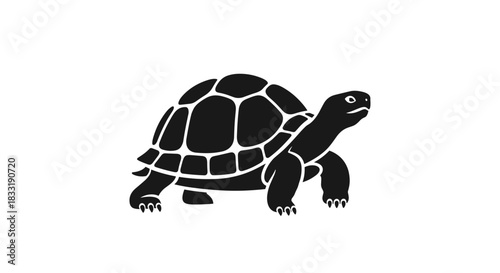 Black and White Turtle Illustration with Detailed Shell.