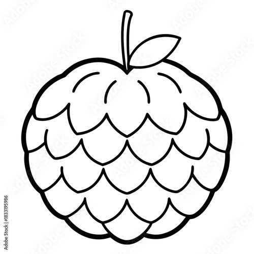 sugar apple custard apple  line art on white background