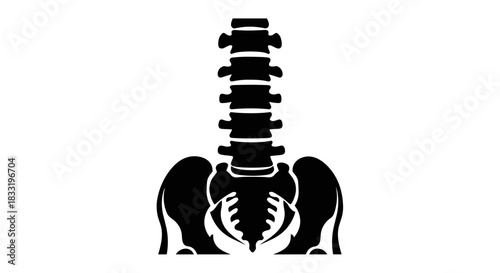 Human Spine and Pelvis Anatomy Illustration for Medical Purposes.