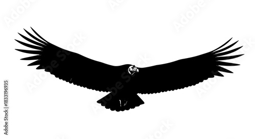 Majestic Silhouette of a Condor in Flight with Open Wings.