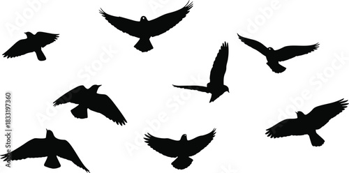 Flying bird silhouettes, black shapes, white background, wing positions, motion study, nature flight, graphic art, wildlife, avian design, minimal