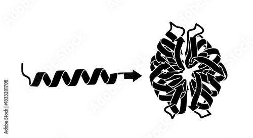 Protein Folding Process From Linear Chain to Complex Structure.