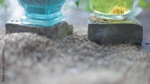 Herbal detoxifying drink i.e. Jeera water with some raw organic cumin in a glass bowl.