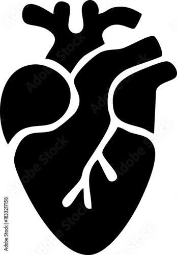 Anatomical heart icon , Human anatomical heart, heartbeat, cardiovascular, anatomy, medical, health, cardiology illustration, biology, organ, human heart collection, Vector illustration !