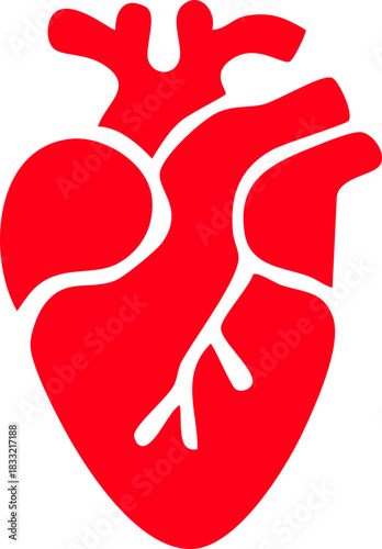 Anatomical heart icon , Human anatomical heart, heartbeat, cardiovascular, anatomy, medical, health, cardiology illustration, biology, organ, human heart collection, Vector illustration !