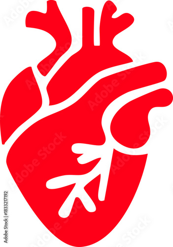 Anatomical heart icon , Human anatomical heart, heartbeat, cardiovascular, anatomy, medical, health, cardiology illustration, biology, organ, human heart collection, Vector illustration !