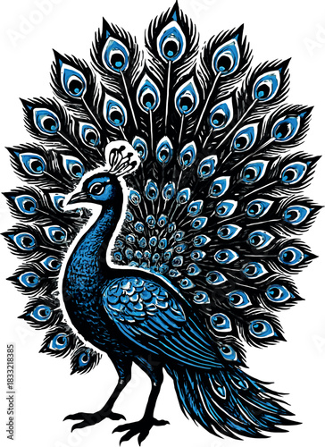 Peacock Display Feathers Ornamental Bird Vector