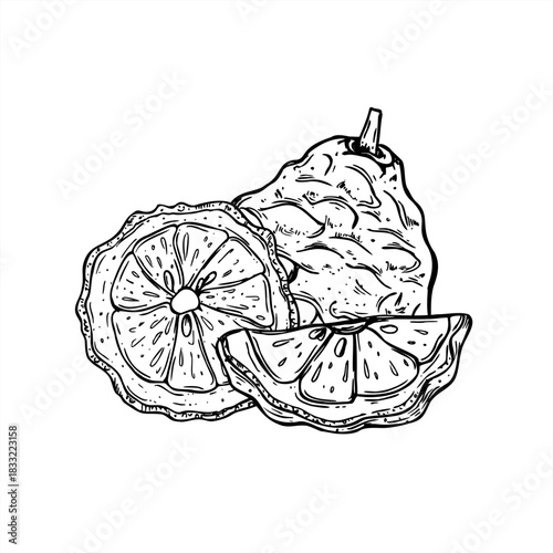 Slice and whole of juicy bergamot fruit line art black ink sketch. Monochrome Asian juicy citrus fruit vector illustration. Kaffir lime citrus composition for menu, cosmetic packaging, food ingredient