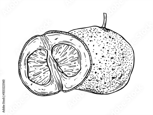 Monochrome whole grapefruit fruit and halved vector isolated illustration painted by black inks. Pomelo citrus fruit with thick rind and juicy pulp etching drawing for healthy food design, recipes