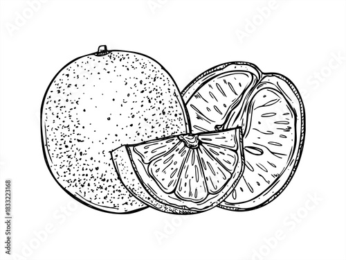 Juicy orange vector isolated illustration painted by black inks. Monochrome whole citrus and halved fruit etching drawing for cold summer drink, bar menus, fresh drink packaging, summer design.