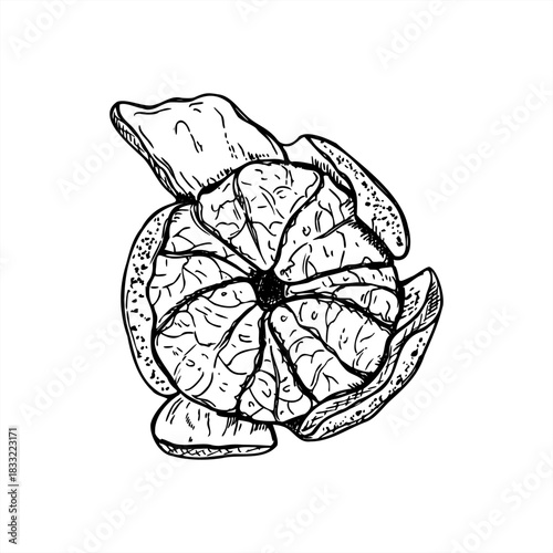Peeled tangerine vector isolated illustration painted by black inks. Top view. Sweet ripe citrus etching drawing. Hand drawn mandarin fruit for mulled wine decor, recipes, poster
