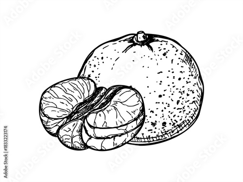 Hand drawn tangerine vector isolated illustration painted by black inks. Top view. Sweet ripe citrus etching drawing. Hand drawn mandarin fruit for mulled wine decor, recipes, poster