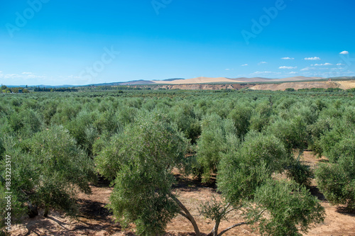 Photos Mar de olivos en Jaén
