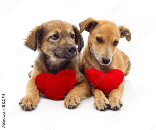 Two cute puppies holding red heart toys isolated on white background.