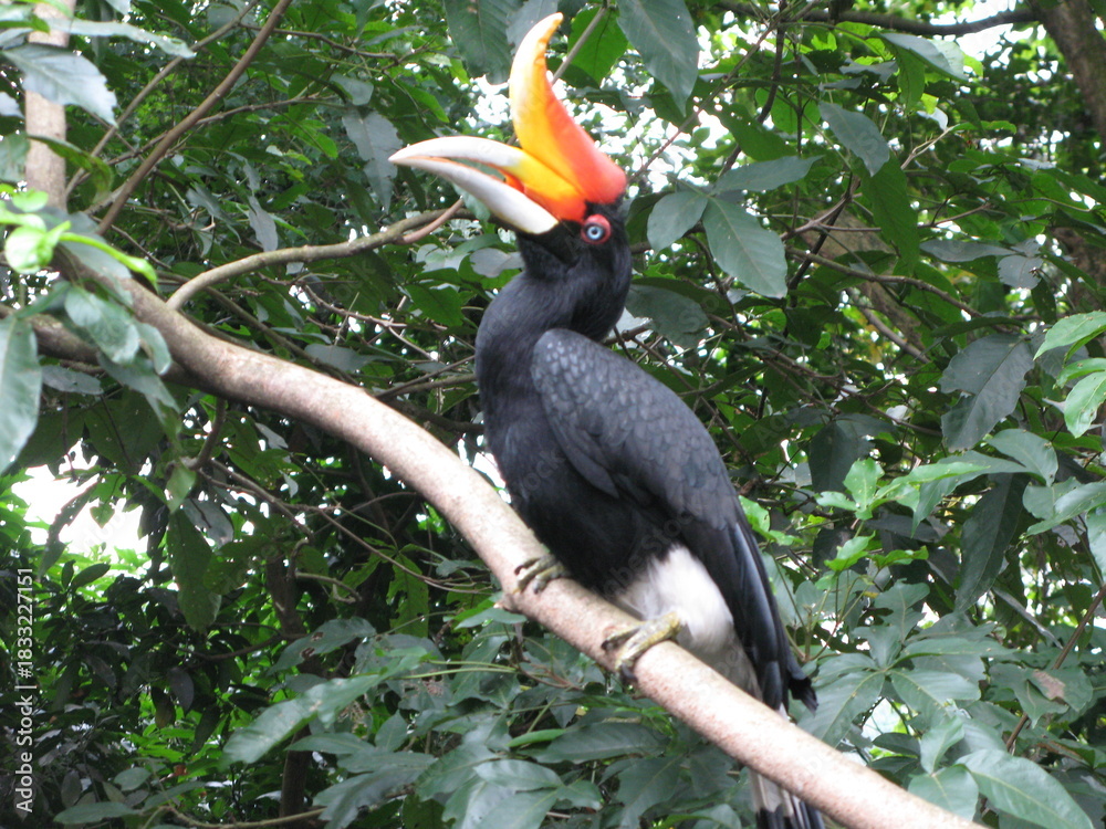 Fototapeta premium Hornbill with vibrant casque perched on a tree in the Malaysian rainforest, showcasing tropical wildlife and biodiversity.