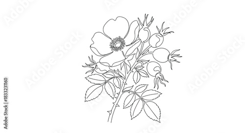 Delicate and detailed black and white line art illustration of a blooming rosehip branch with flowers leaves and berries.
