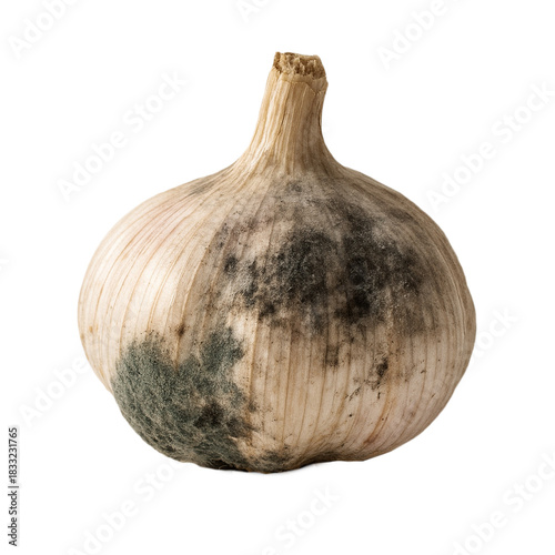 mouldy garlic isolated on transparent white background, png. 