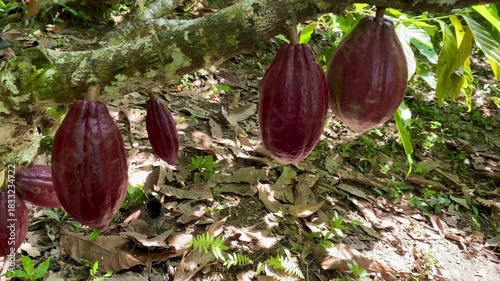 Cacao fruits and Plant - Theobroma Cacao.