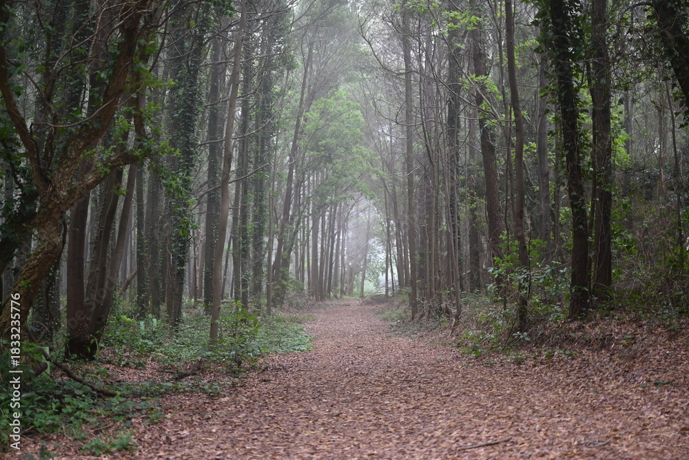 Fototapeta premium path in the woods