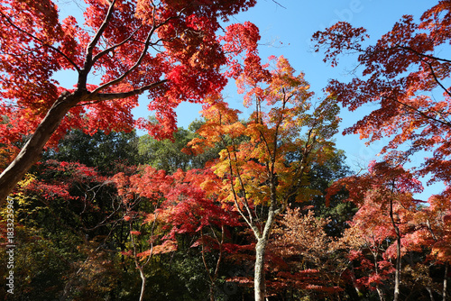 Wallpaper Mural 青空の下で鮮やかに色づく紅葉の森の秋景色 Torontodigital.ca