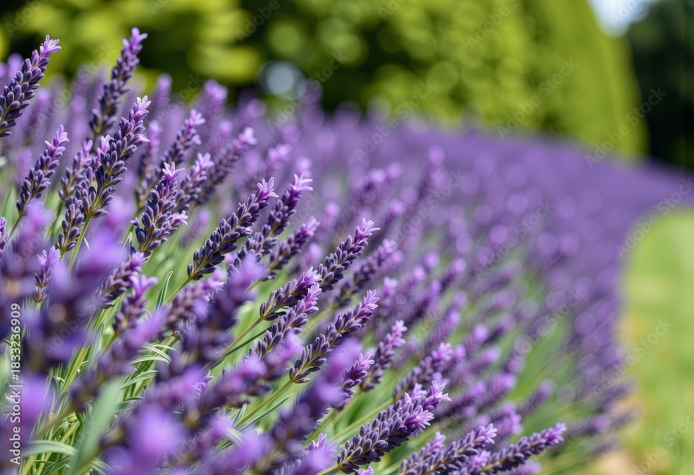 Obraz premium Vibrant Purple Lavender Field in Full Bloom Stretching into the Distance Beneath a Clear Sky with Lush Greenery in the Background