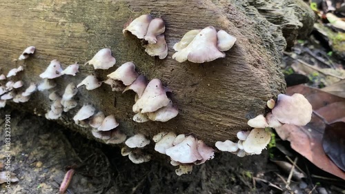 Mushrooms on the big timber.