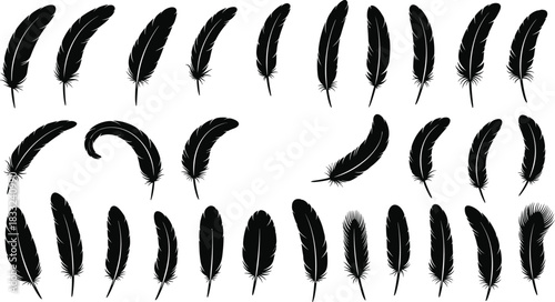 Feather silhouette illustration set, various bird feather shapes and styles, elegant decorative natural elements for design, artwork, boho graphics and patterns