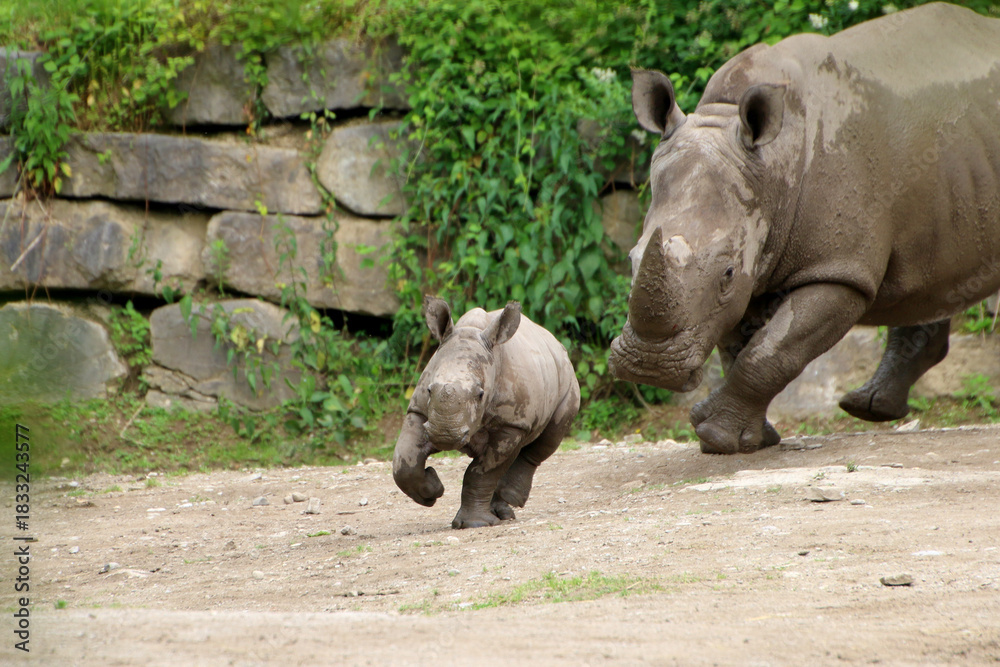 Naklejka premium Breitmaulnashorn (Ceratotherium simum) Muttertier mit Jungem 