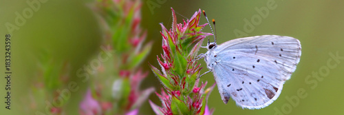 Dunkle Wiesenknopf-Ameisenbläuling (Phengaris nausithous) Schmetterling auf Blüte, Panorama 