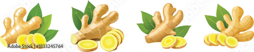 Fresh ginger root with sliced pieces and leaves depicted in natural organic food themed illustrative artwork