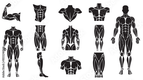 Collection of black and white vector male muscle anatomy and bodybuilder figures